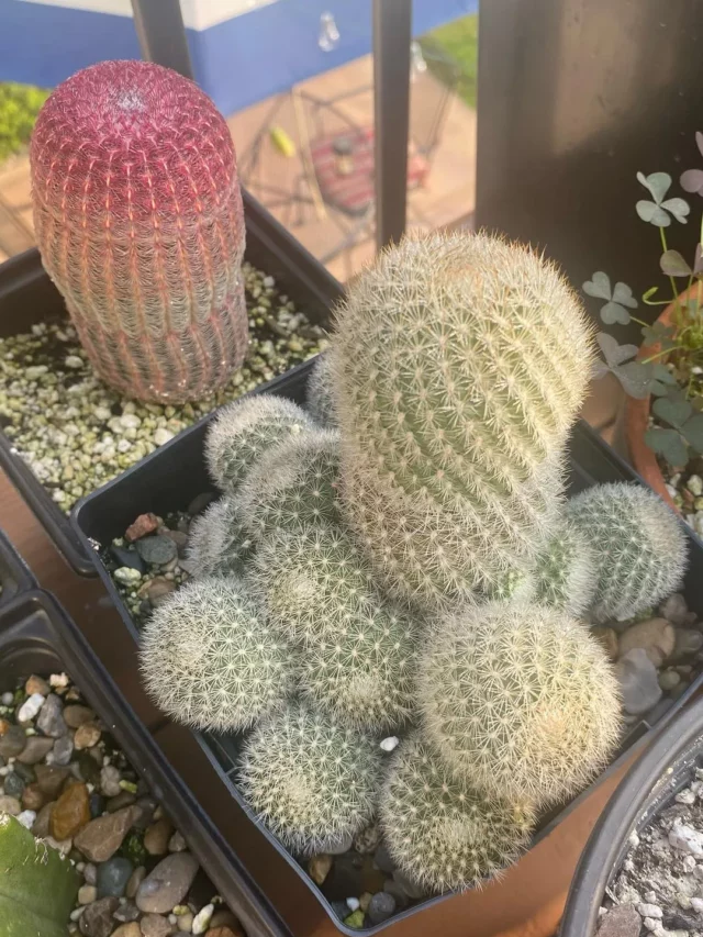 Snowball Cactus In Square Pot on Wooden rack at Garden