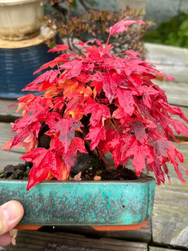 Trident Maple Bonsai (Acer buergerianum) In Green Painted Clay Pot at Garden