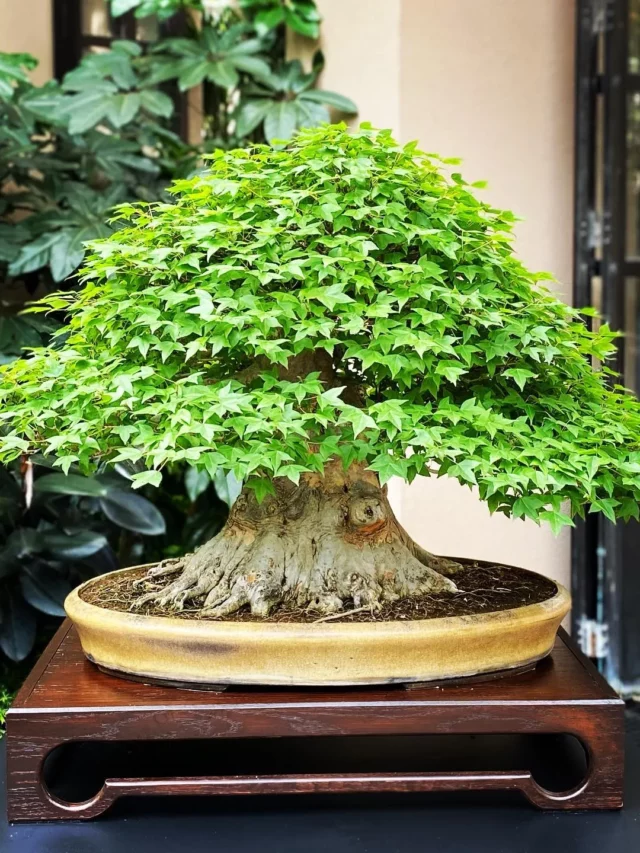 8" Tall Trident Maple Bonsai (Acer buergerianum) In Rounded Clay Pot On Wooden Stand at Garden