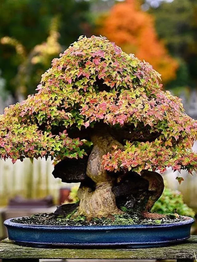 Trident Maple Bonsai (Acer buergerianum) In Rounded Clay Pot On Wooden Stand at Garden