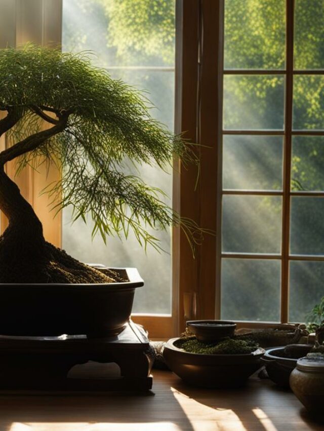 Weeping Willow Bonsai