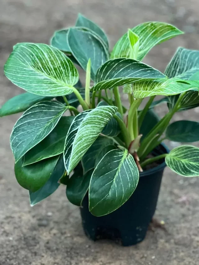 philodendron-birkin-44-bonsai-mary
