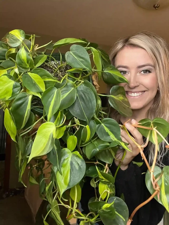 cropped-philodendron-brasil6.webp