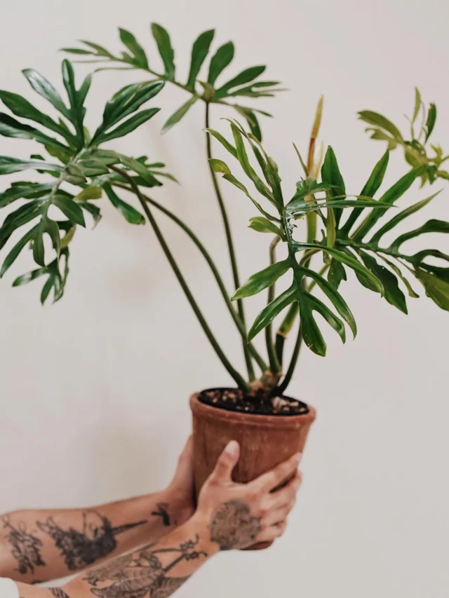 cropped-philodendron-mayoi21.webp
