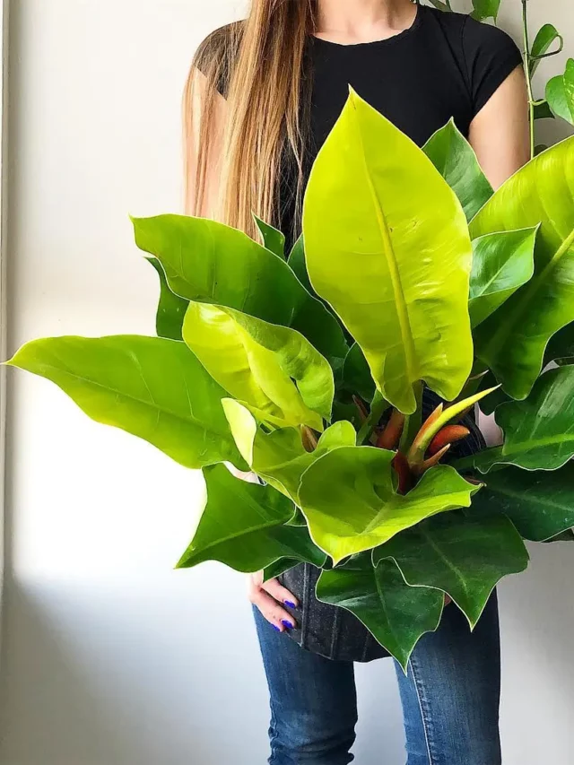 philodendron-moonlight1