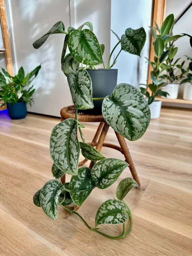 silver-satin-pothos-plant