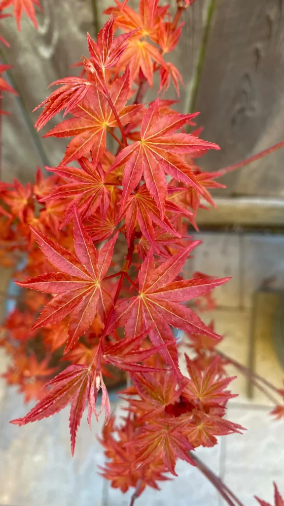 Acero palmato Deshojo - bonsaiando