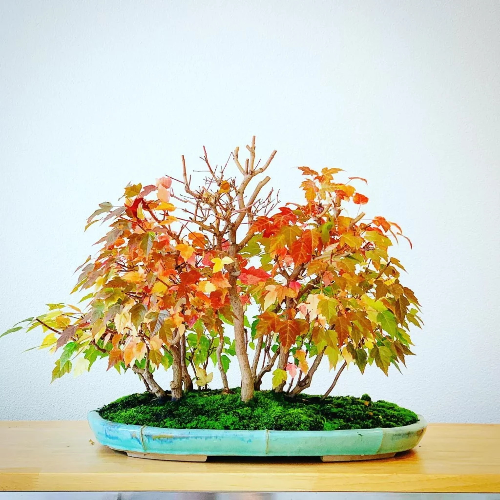 Amur Maple Bonsai (Acer Ginnala) In Blue Color Ceramic Pot on Wooden Table at Home