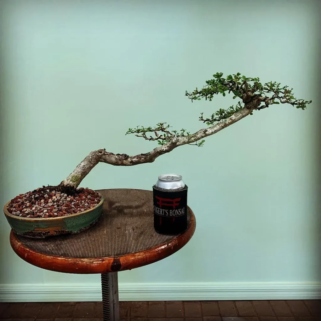 Black Olive Bonsai (Bucida Spinosa) Tree In Round Pot on Wooden Stand at Home