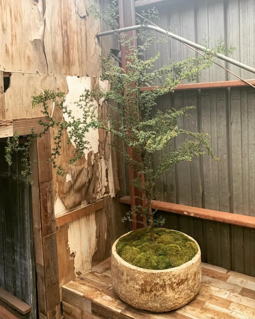 Black Olive Bonsai (Bucida Spinosa) Tree In White Pot on Wooden Bench at Garden Area