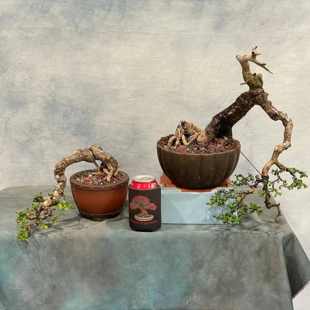 Two Wired Black Olive Bonsai (Bucida Spinosa) Trees on Table at Home Garden