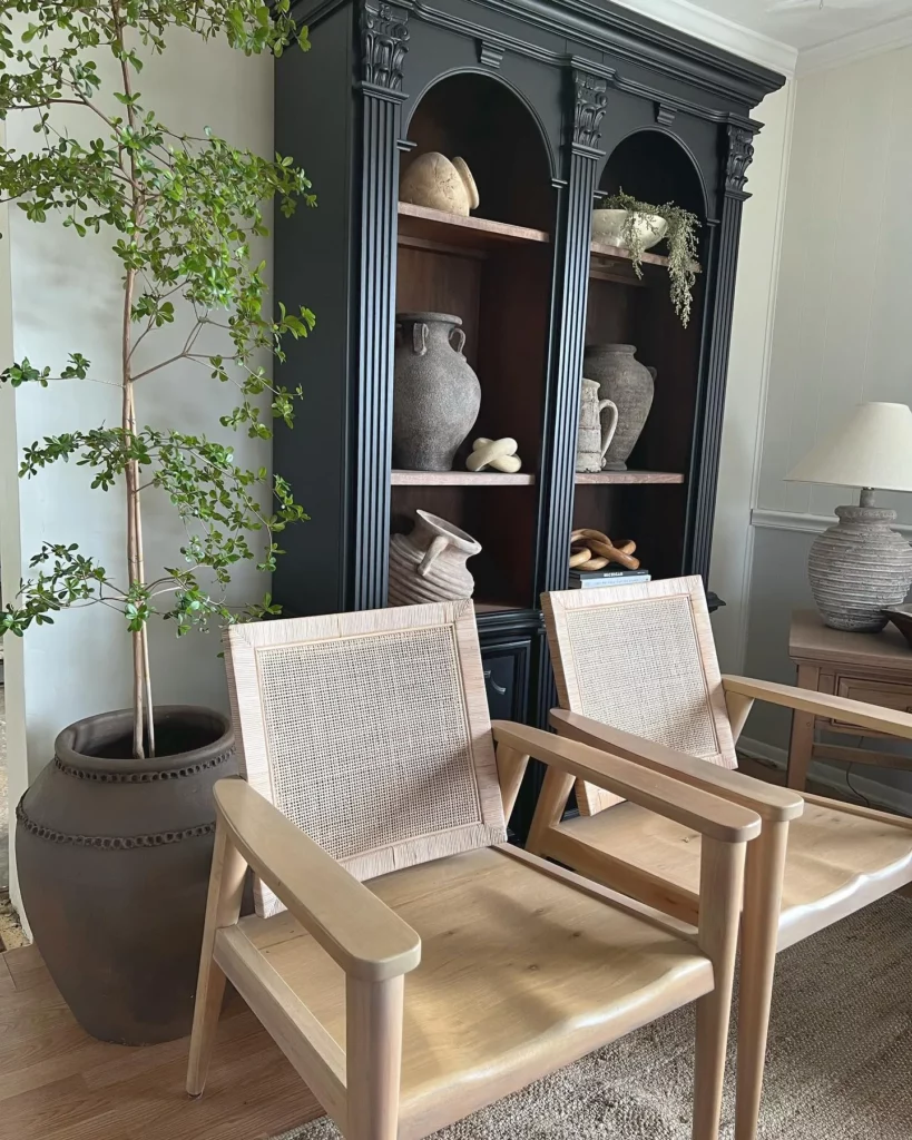 Black Olive Bonsai (Bucida Spinosa) Tree In Clay Pot with support Stick at Home Sitting Area