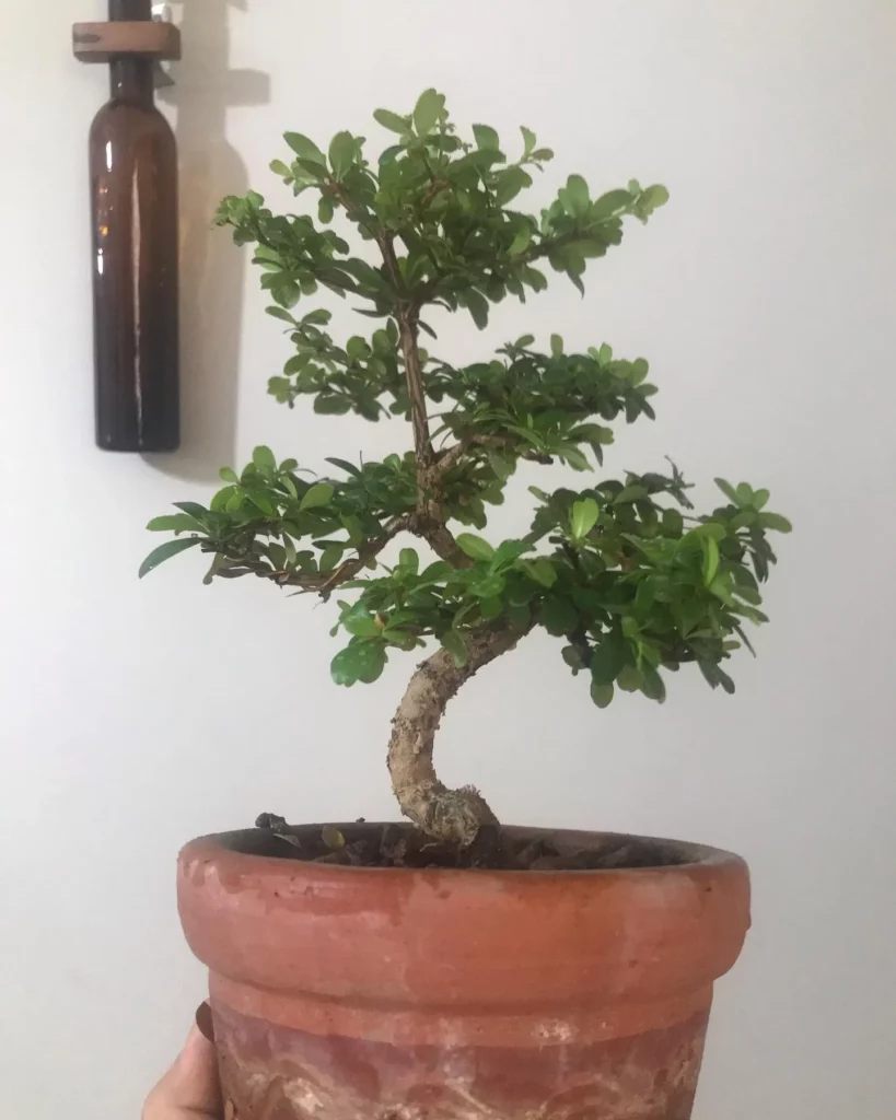 1.25 Feet Tall Black Olive Bonsai (Bucida Spinosa) Tree In 6" Clay Pot at Home Garden