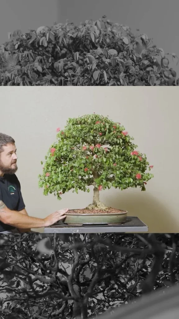 Collage Photo of Black Olive Bonsai (Bucida Spinosa) Tree with a man Standing Nearby