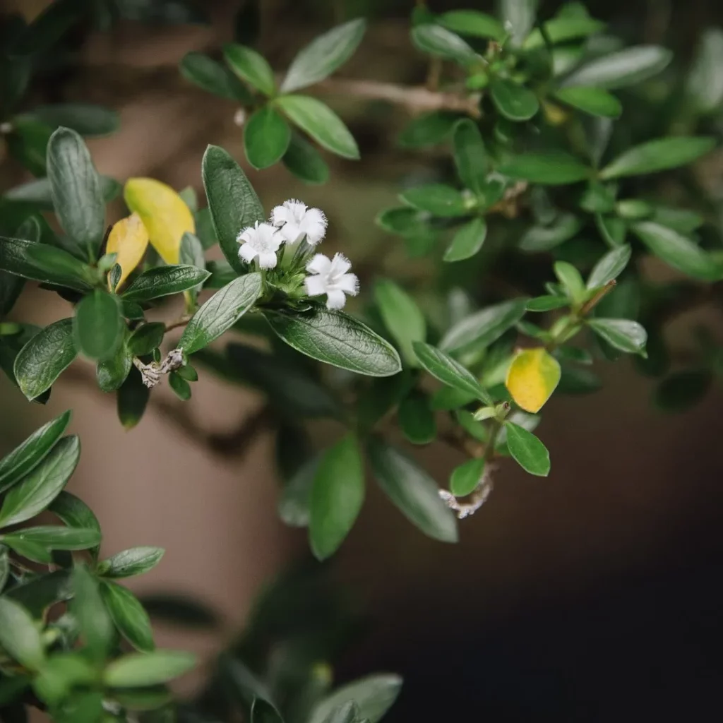 Close up Photo of Blooming Black Olive Bonsai (Bucida Spinosa) Tree with White Flowers