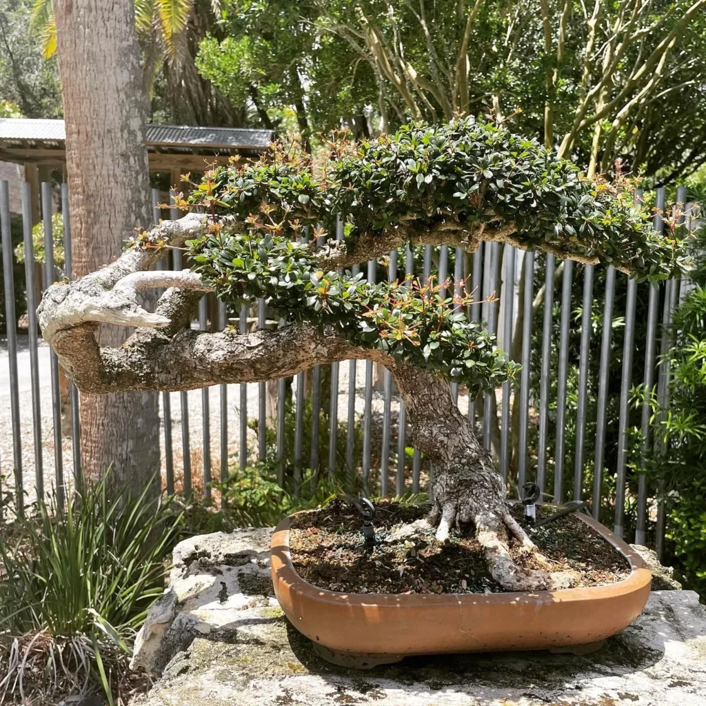 Black Olive Bonsai (Bucida Spinosa) Tree In Clay Pot Observing Sunlight Directly at Home Garden Area