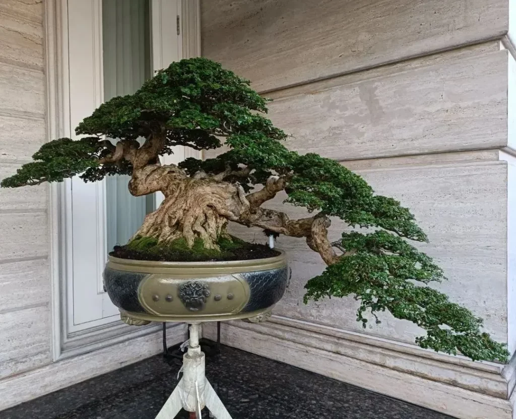 Eye-Catching Black Olive Bonsai (Bucida Spinosa) Tree Displayed on Metal Stand at Home