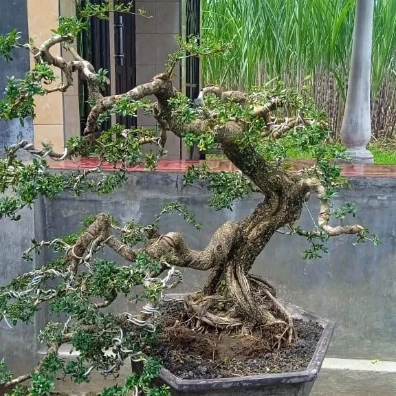 Aluminium Wired Black Olive Bonsai (Bucida Spinosa) Tree In Hexagon Shape Box at Home Garden Area