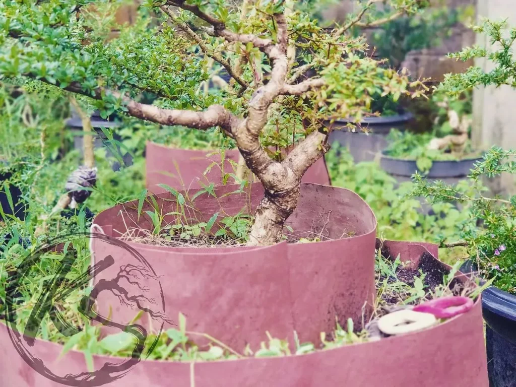 Close up Photo of Black Olive Bonsai (Bucida Spinosa) Tree at Garden