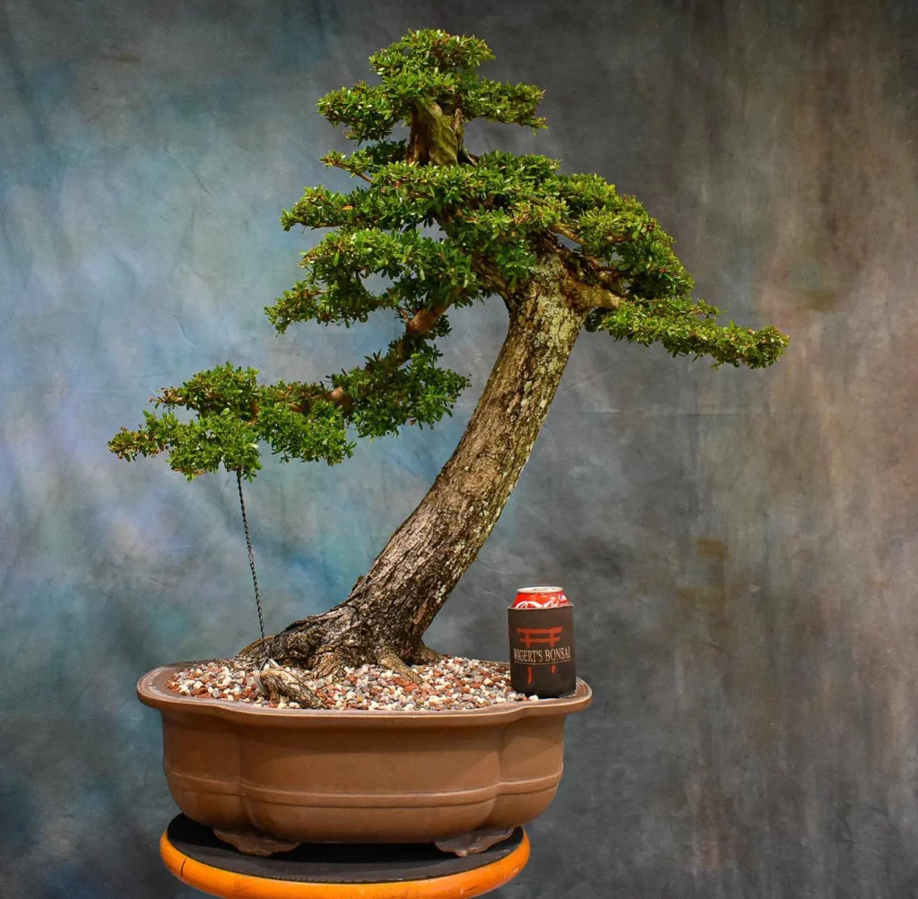 Aluminium Wired Black Olive Bonsai (Bucida Spinosa) Tree In Clay Pot on Tray at Home