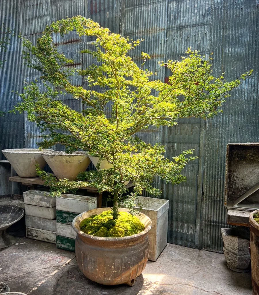 Black Olive Bonsai (Bucida Spinosa) Tree In Clay Pot Observing Sunlight Through The Window at Home Garden Area