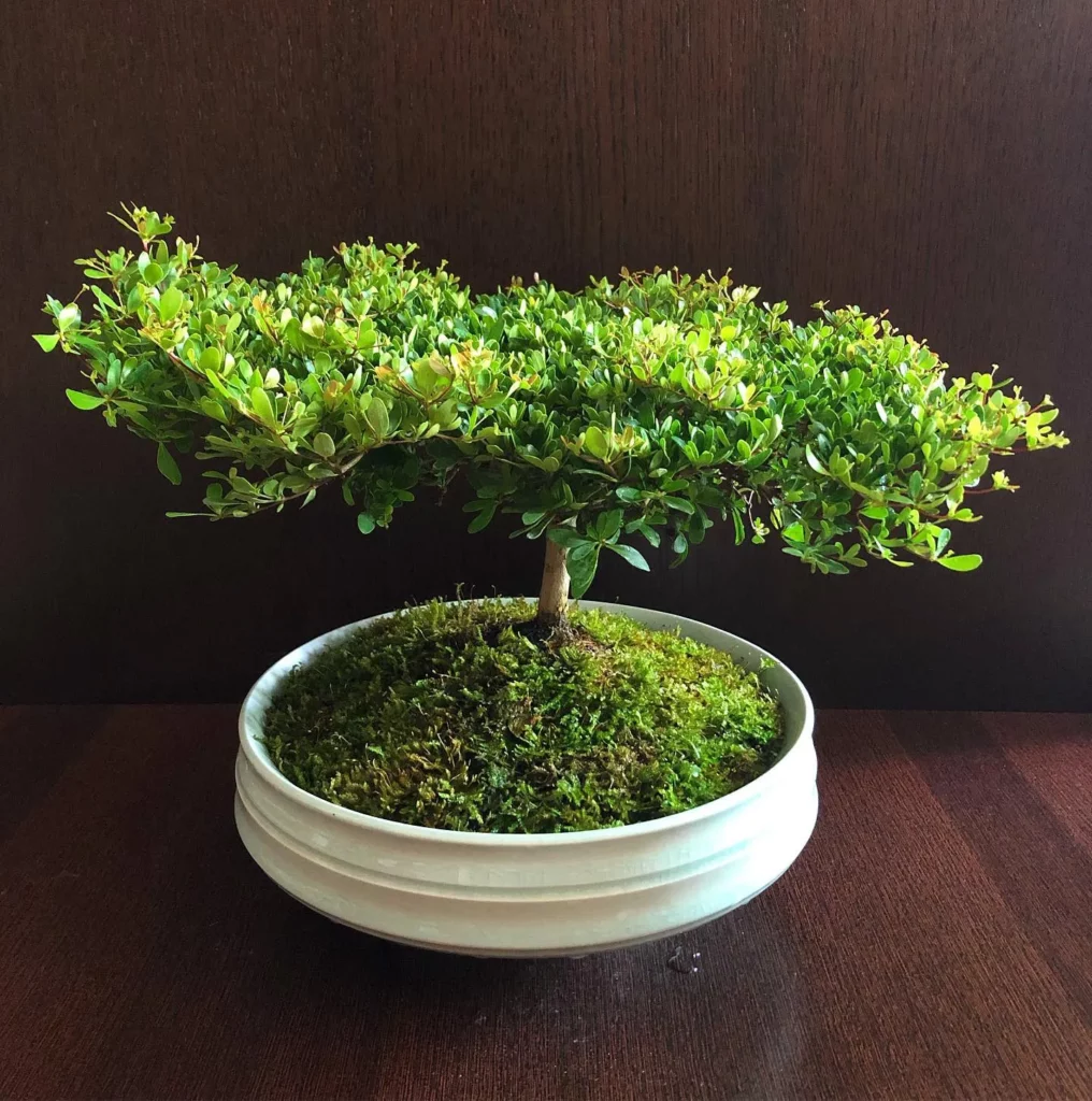 Black Olive Bonsai (Bucida Spinosa) Tree In White Color Round Ceramic Pot on Wooden Floor at Home