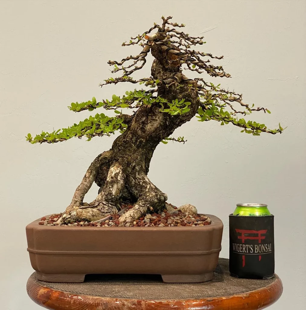 Aluminium Wired Black Olive Bonsai (Bucida Spinosa) Tree In Square Shape Pot with EnergyDrink Tin Displayed on Wooden Stand at Home