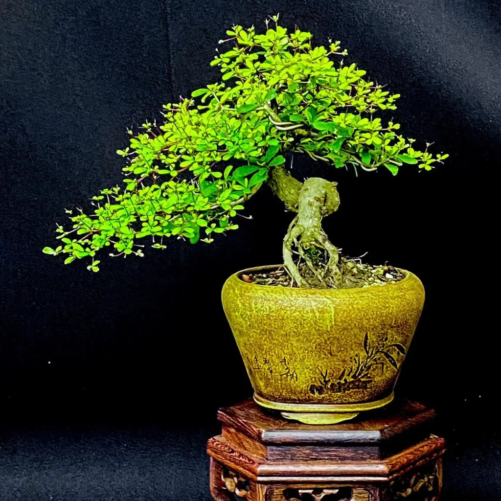 Photo of Black Olive Bonsai (Bucida Spinosa) Tree In Decorated Pot on Wooden Stand