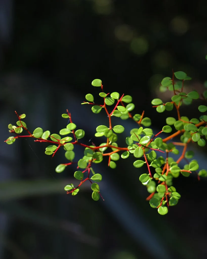 Close up Photo of Eye-Catching Black Olive Bonsai (Bucida Spinosa) Tree Leaves