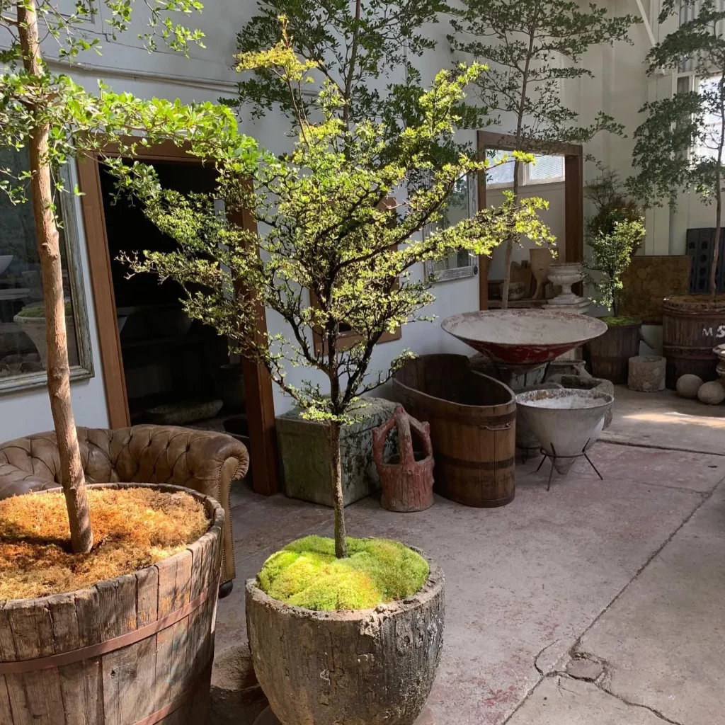 Black Olive Bonsai (Bucida Spinosa) Tree Displayed with other Plants at Home Garden Area