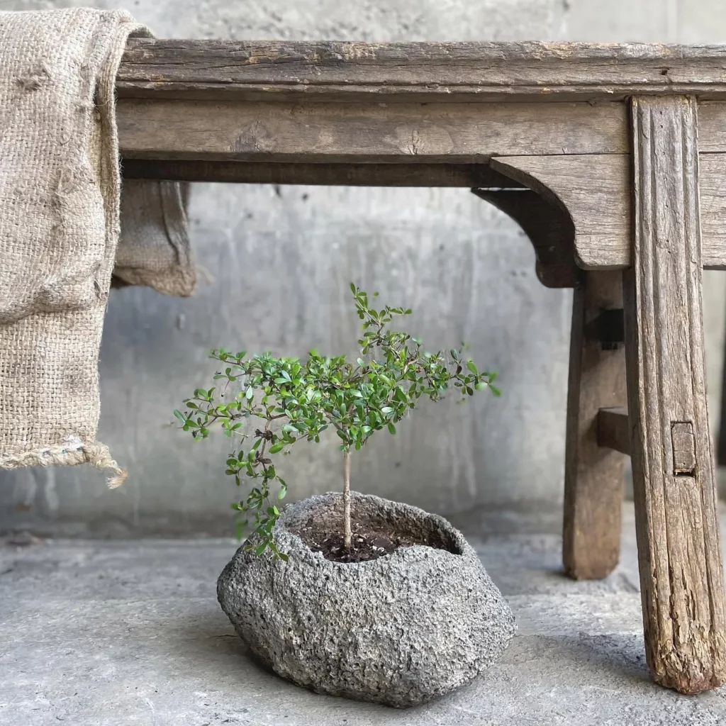 Black Olive Bonsai (Bucida Spinosa) Tree In Stone kept under the Table at Home Garden