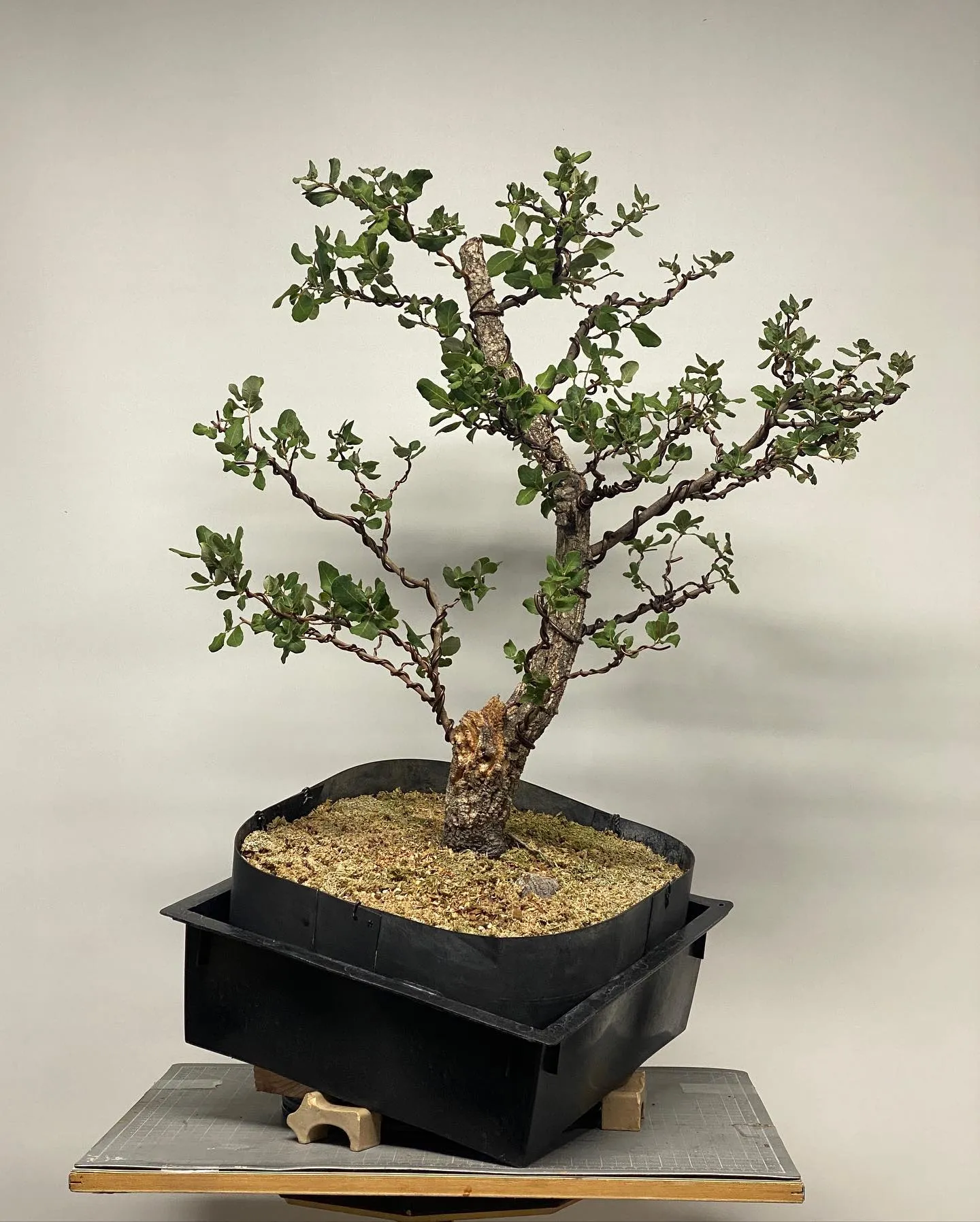 Cork Oak Bonsai Pruning and Styling Tips