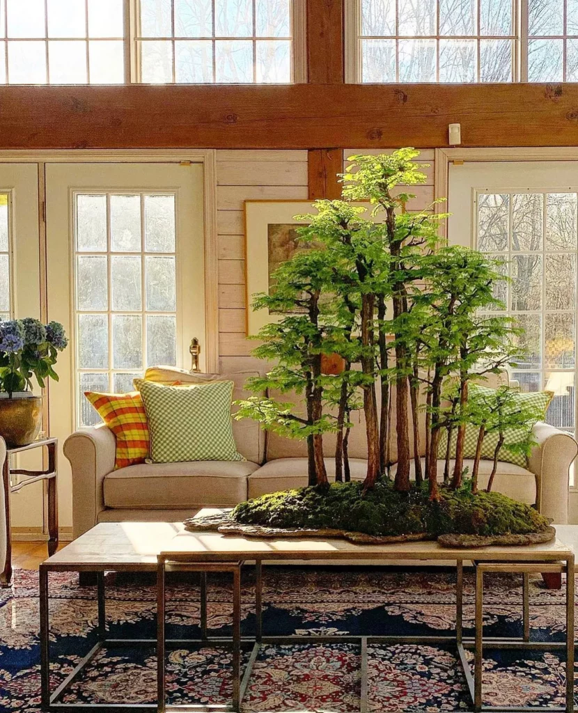 Group of Dawn Redwood Bonsai (Metasequoia Glyptostroboides) Trees Displayed on Wooden Stand at Home Living Area