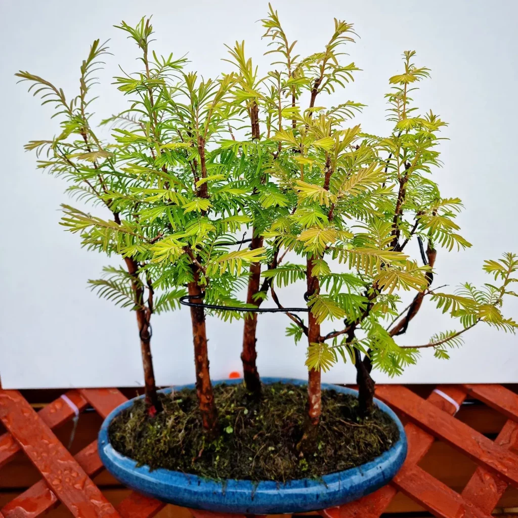 Dawn Redwood Bonsai (Metasequoia Glyptostroboides) Trees In Blue Ceramic Pot on Wooden Stand at Home Garden