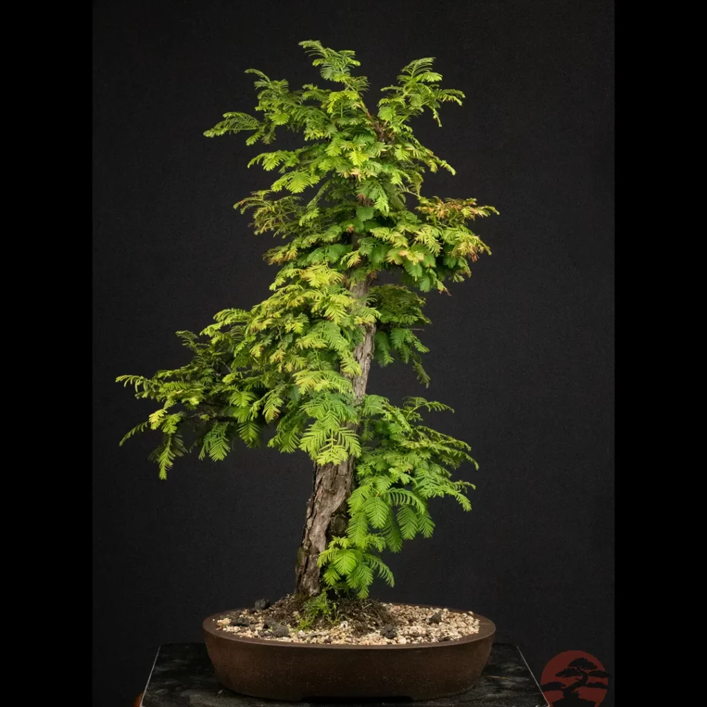 Dawn Redwood Bonsai Growing A Prehistoric Beauty 