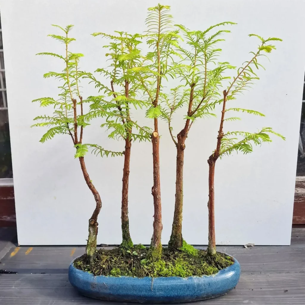 2 Feet Tall Five Dawn Redwood Bonsai (Metasequoia Glyptostroboides) Trees In Blue Color Ceramic Pot Displayed on Wooden Floor at Home Garden