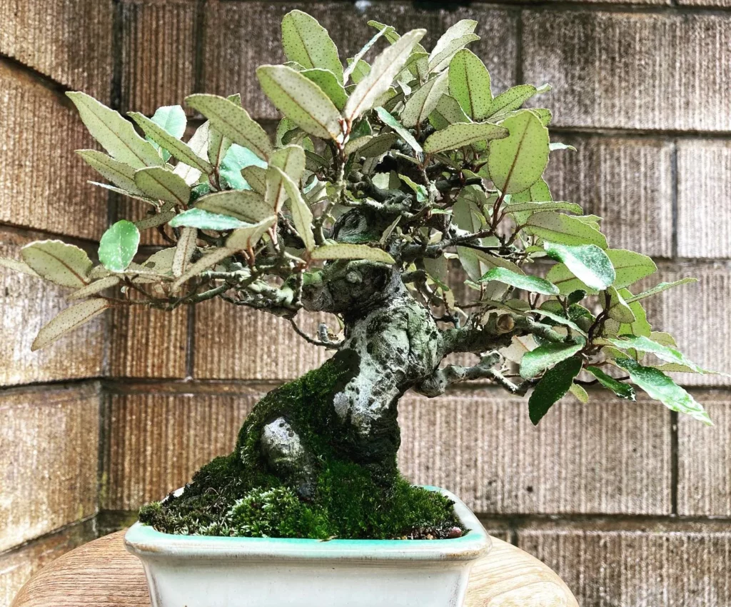 Bonsai Tree Live in Pot Indoor Plant Bonsai Pot Ceramic