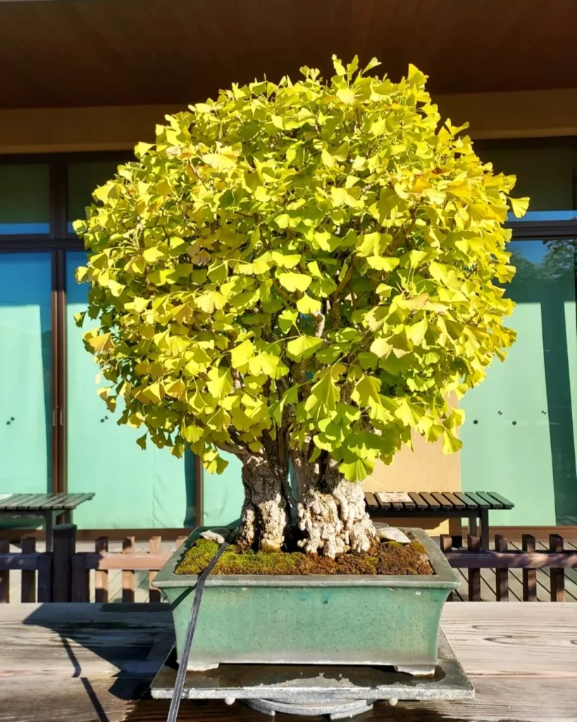 worldly-crow60: Absolutely stunning Bonzai ancient ginkgo tree in lovely  elaborately decorated apt substance planter sitting in garden of 2 or 3  authentic japanese bonzai trees, summer vibe, photorealistic, octane  rendering