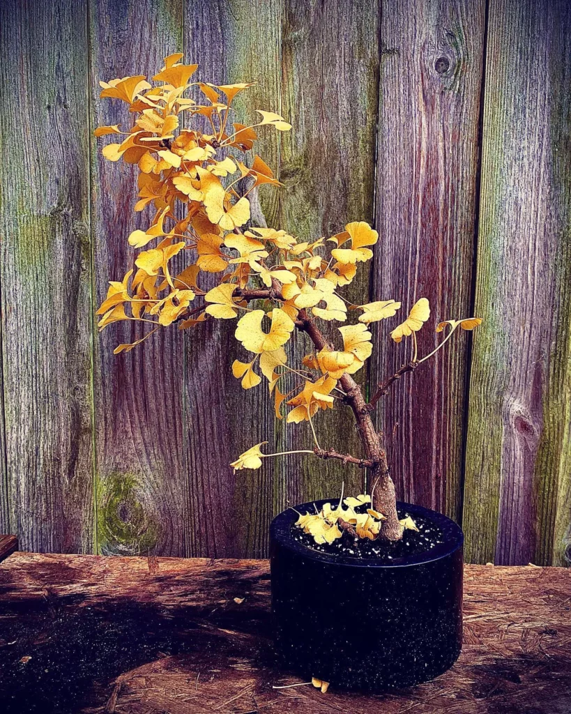 worldly-crow60: Absolutely stunning Bonzai ancient ginkgo tree in lovely  elaborately decorated apt substance planter sitting in garden of 2 or 3  authentic japanese bonzai trees, summer vibe, photorealistic, octane  rendering