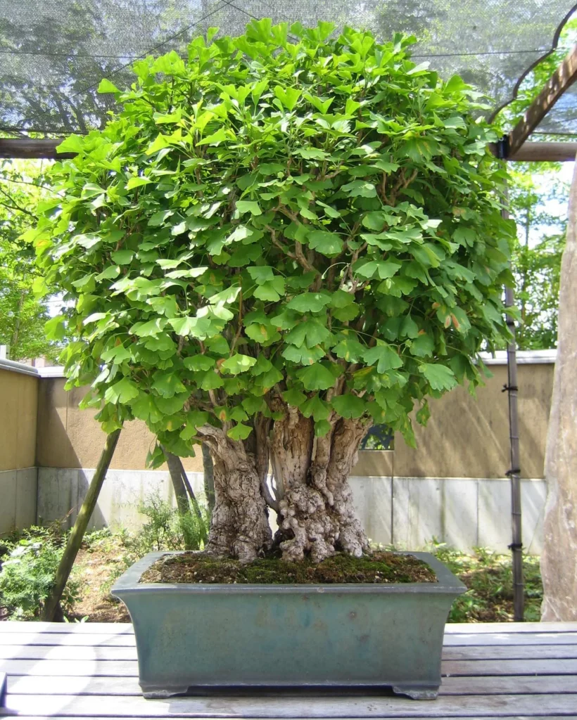 Low Profile Bonsai Pot