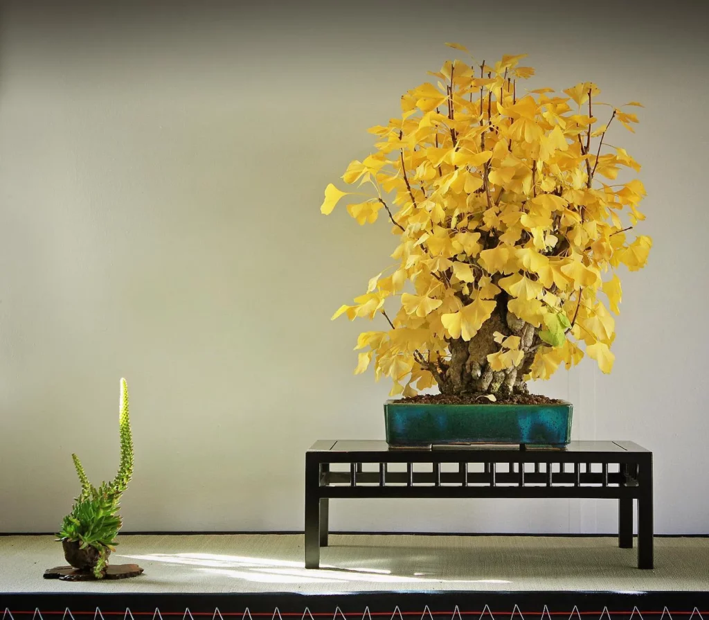 Gingko Bonsai (Ginkgo Biloba) Tree In Green Color Square Shape Pot Displayed on Wooden Stand at Home