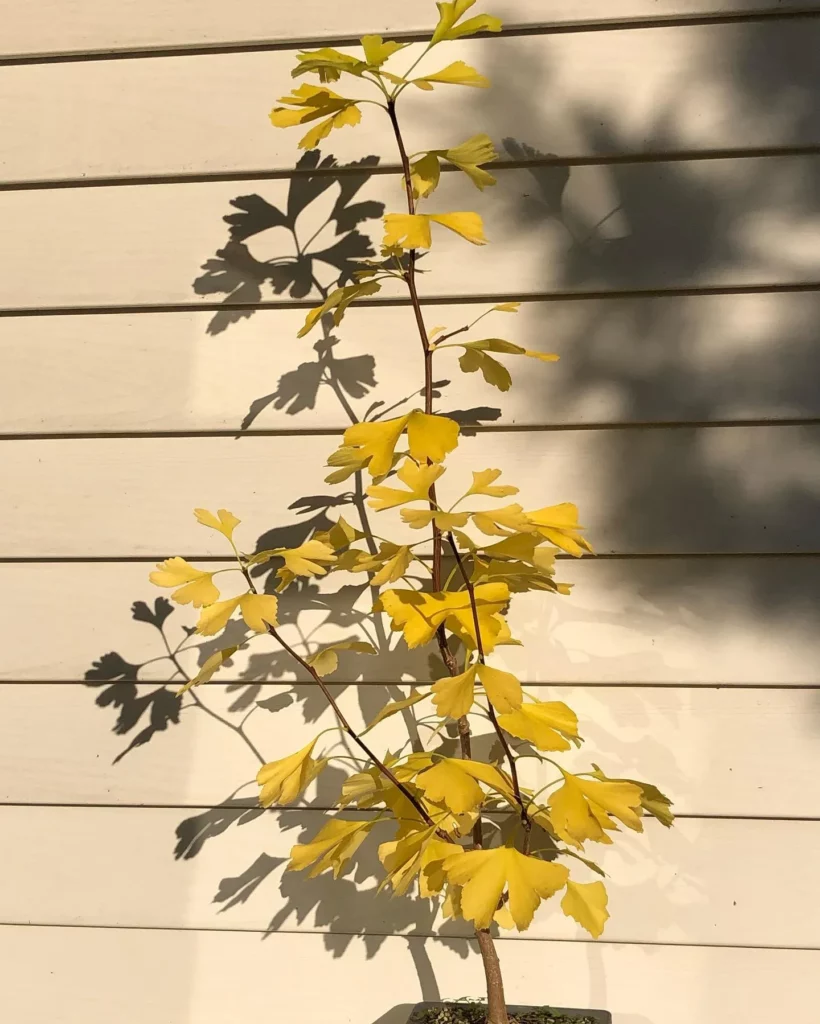 worldly-crow60: Absolutely stunning Bonzai ancient ginkgo tree in lovely  elaborately decorated apt substance planter sitting in garden of 2 or 3  authentic japanese bonzai trees, summer vibe, photorealistic, octane  rendering