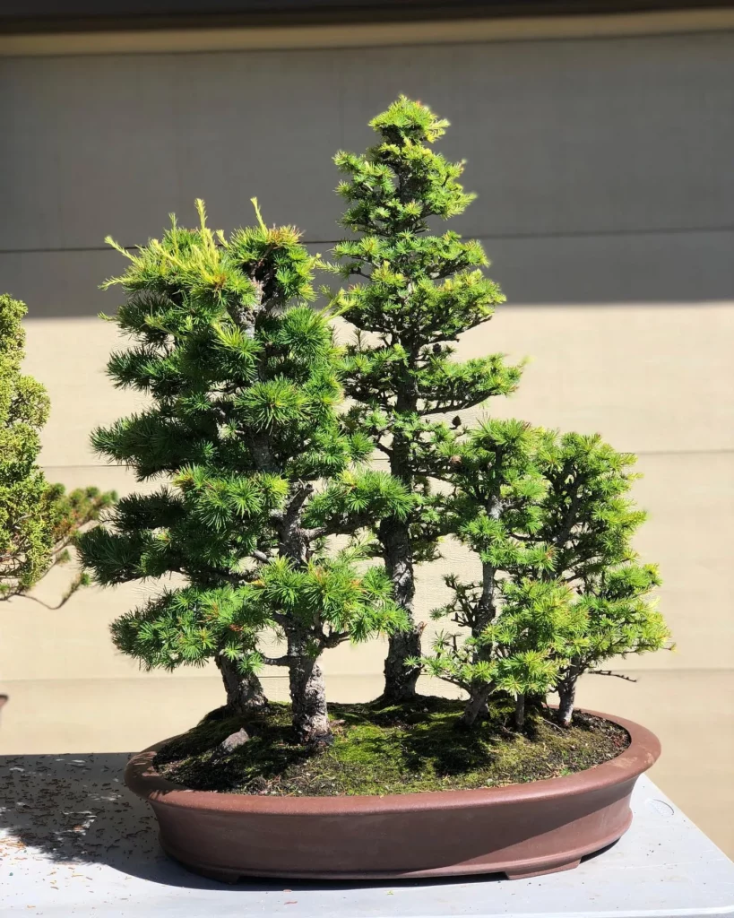 How Long Do Bonsai Trees Take To Grow?