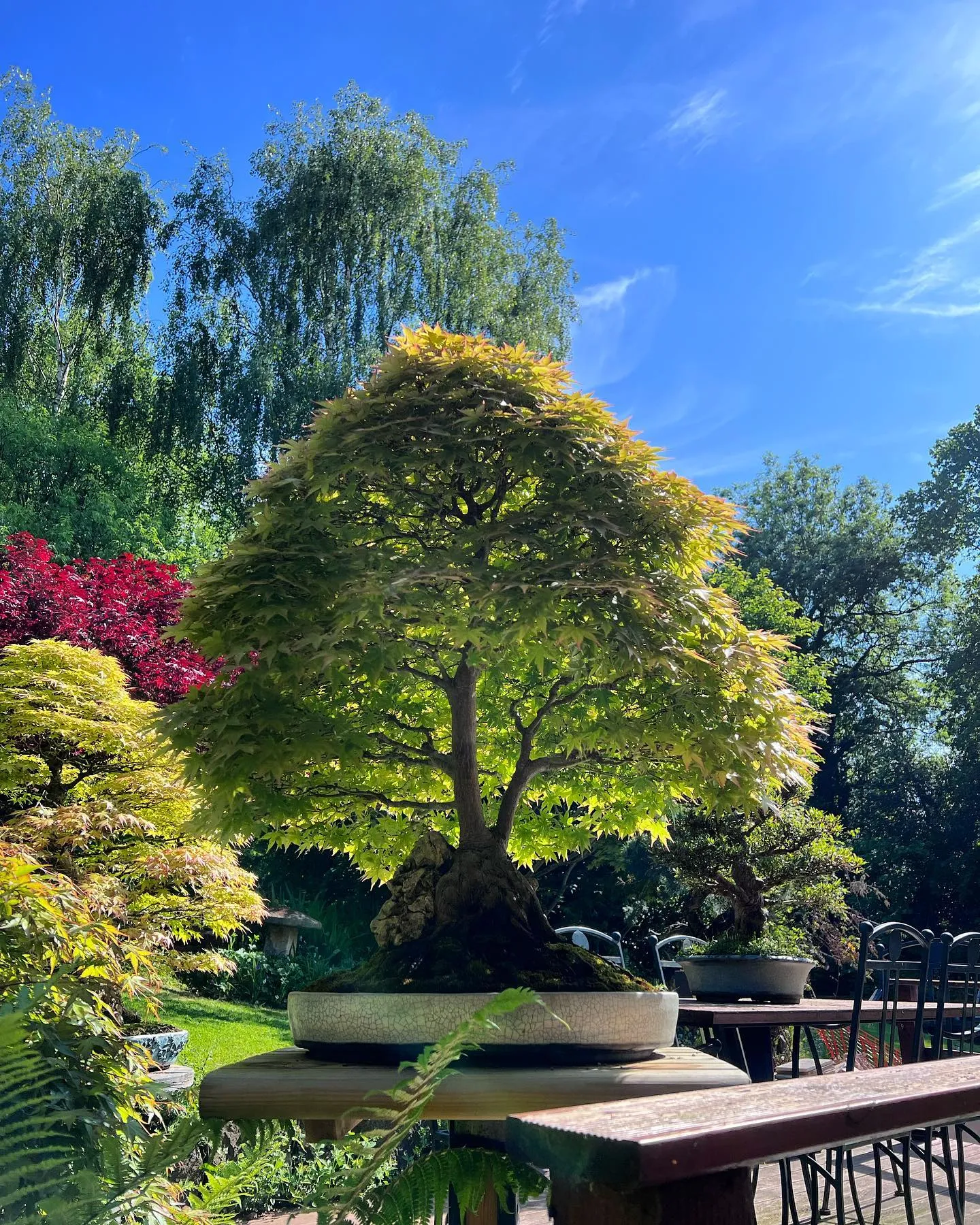 How to Choose the Best Bonsai Tree for Your Home