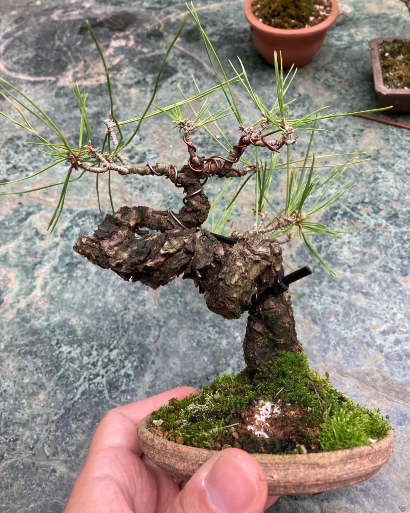 Japanese Red Pine Bonsai Miniature Beauty Redefined