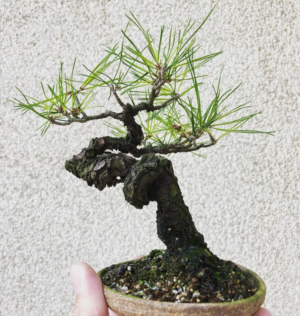 Japanese Pine Stem