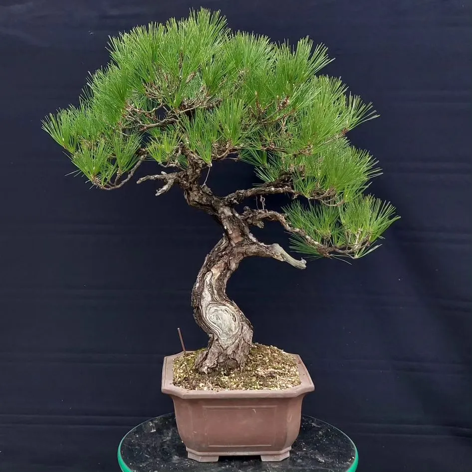 Japanese Red Pine Bonsai: Miniature Beauty Redefined