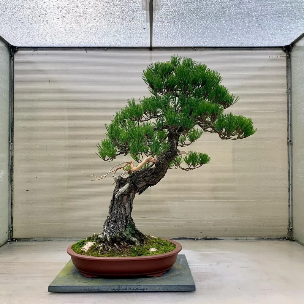 Japanese Red Pine Bonsai (Pinus Densiflora) Tree In Clay Pot on Tray at Garden