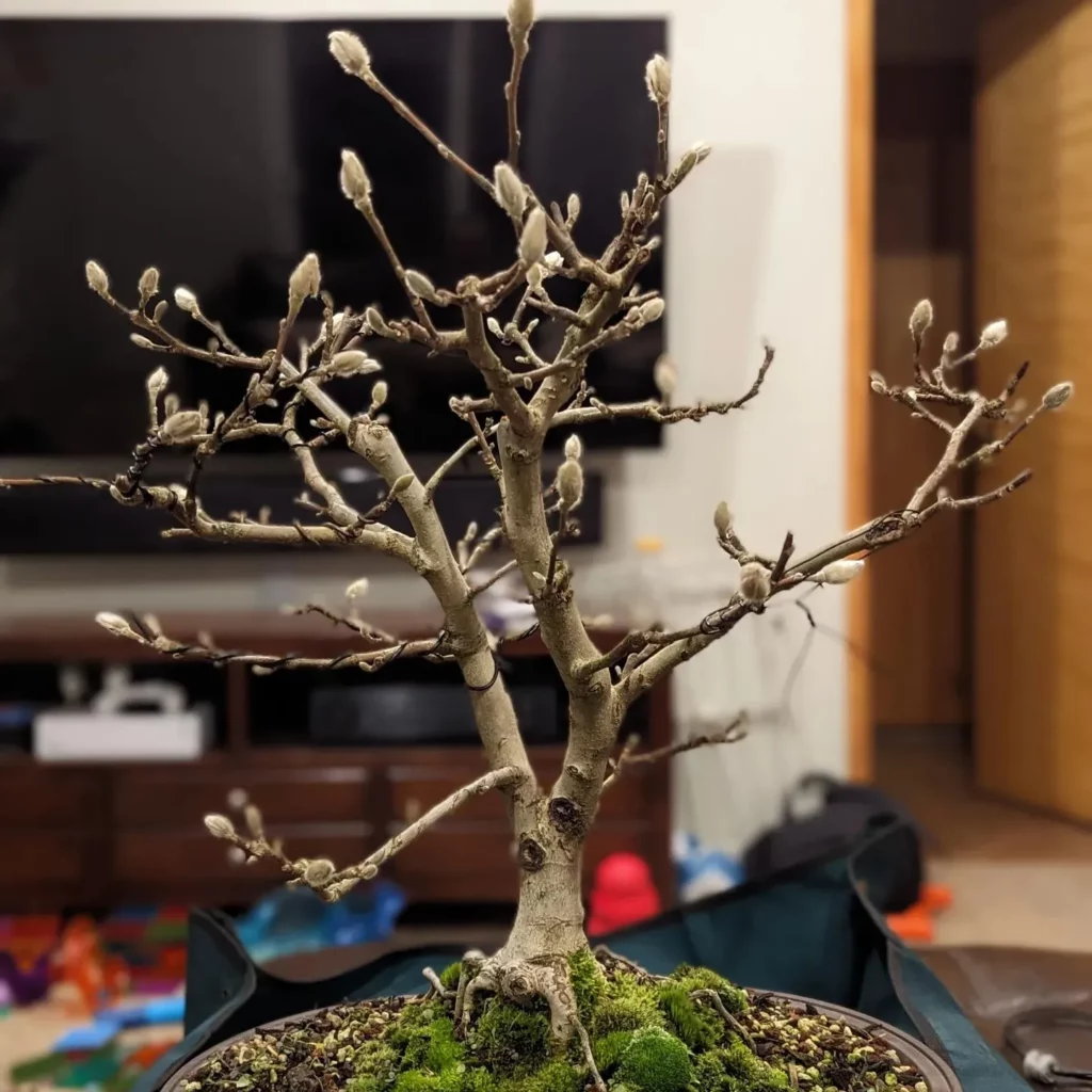 https://bonsaimary.com/wp-content/uploads/2023/12/Bonsai-Star-Magnolia-Bonsai7-1024x1024.webp