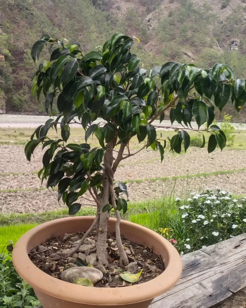 Weeping Fig Bonsai Indoor Elegance